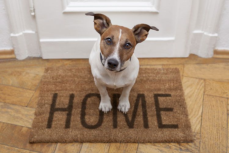Comment nettoyer la maison lorsque l’on a un animal ?