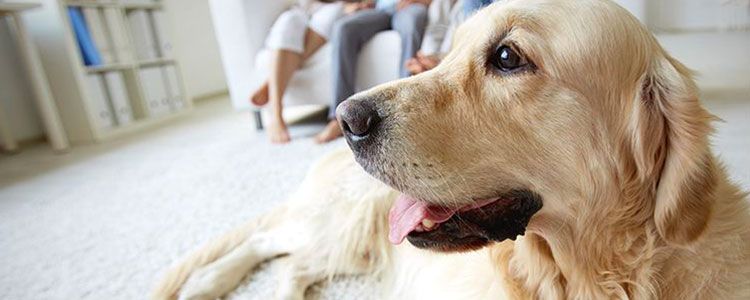Odeurs et poils de chien : Comment prendre soin de sa maison avec un chien ?