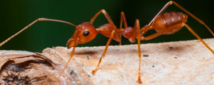 Les fourmis rouges : qui sont-elles et comment s'en débarrasser ?