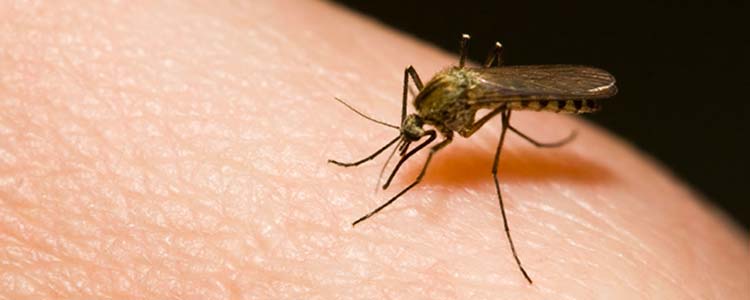 Virus Zika : qu'est ce que c'est et comment s'en protéger ?