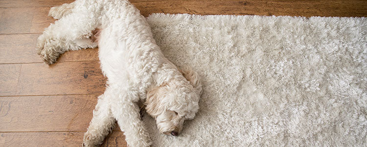 Comment nettoyer ses tapis ou moquettes lorsqu'on à des animaux de compagnie ?