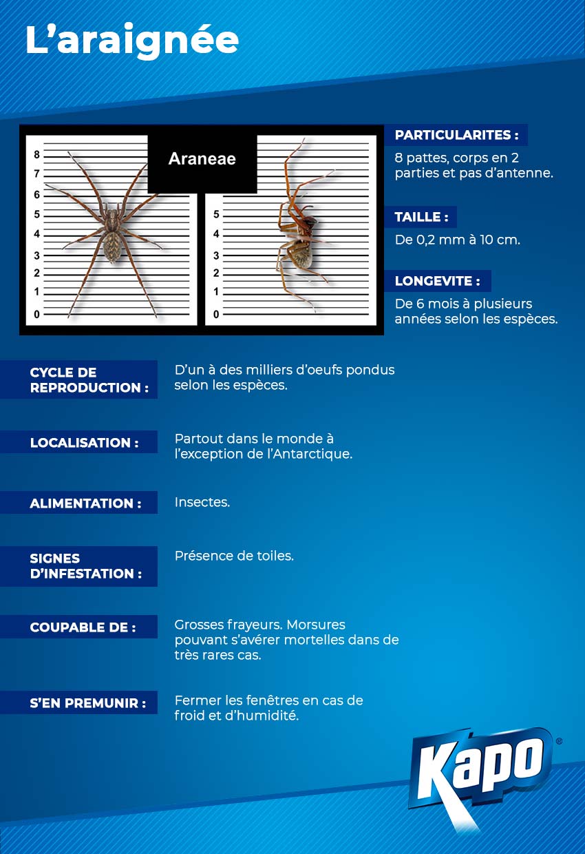 Fiche d'identité : l'araignée, qui est-elle ?
