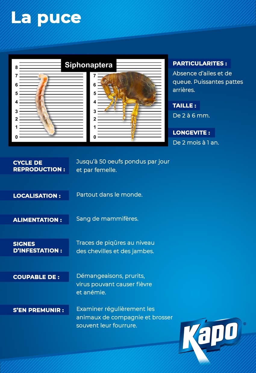 Fiche d'identité : la puce, qui est-elle ?
